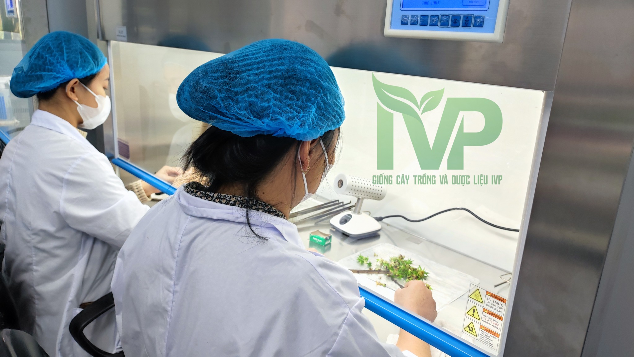 Công ty CP Giống Cây Trồng và Dược Liệu IVP